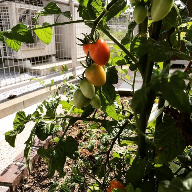 家庭菜園用のトマト