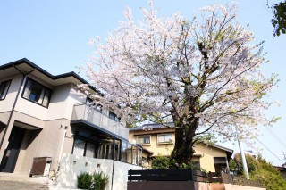 ガーデンルームと桜